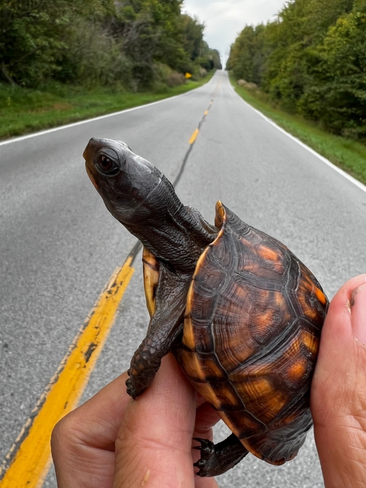 Eastern Box Turtle